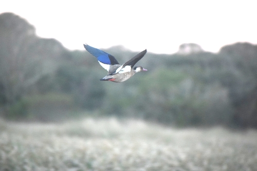 Brazilian Teal