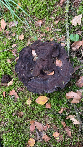 European Dyer's Polypore
