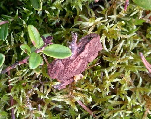 European Toad