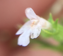 Hedeoma hispida
