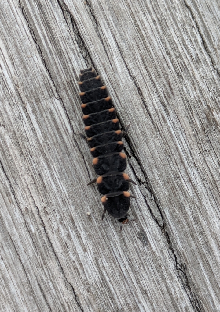 European Glow-worm