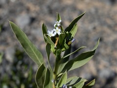 Rhazya stricta, photograph (c) Krzysztof Ziarnek, some rights reserved (CC BY)