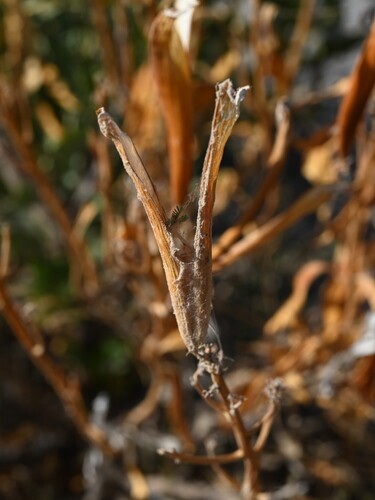 Rhazya stricta, photograph 2