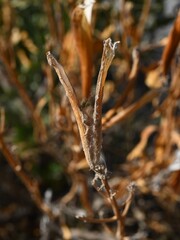 Rhazya stricta, photograph (c) Krzysztof Ziarnek, some rights reserved (CC BY)
