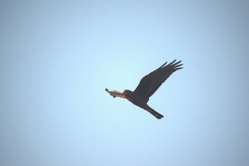 Long-winged Harrier