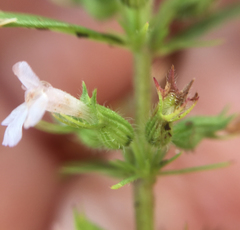 Hedeoma hispida