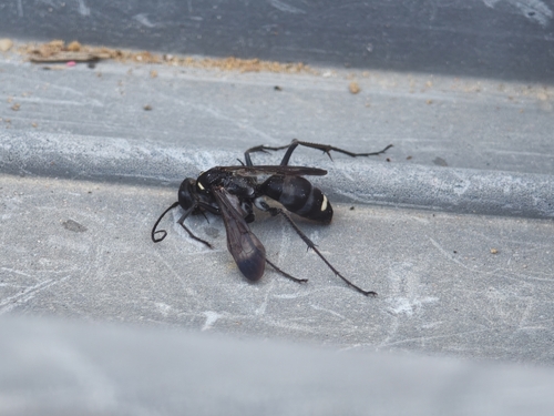 Cryptocheilus hispanicus
