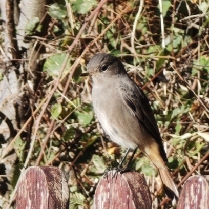 Black Redstart