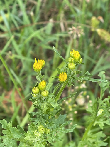 ragwort