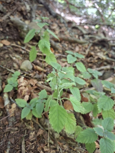 Clinopodium grandiflorum, photograph 4