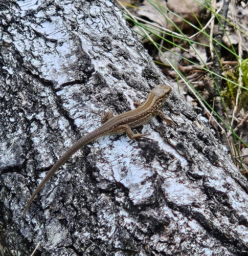 Sand Lizard