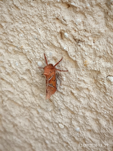 Orange Swift