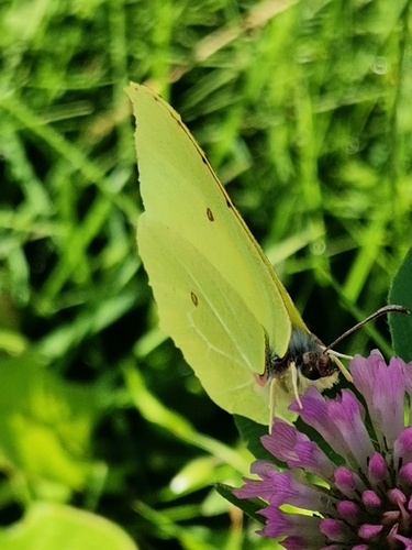 Common Brimstone