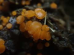 Cheilymenia raripila