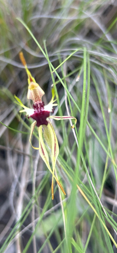 Small Spider-orchid