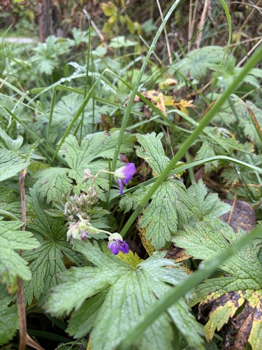 wood crane's-bill