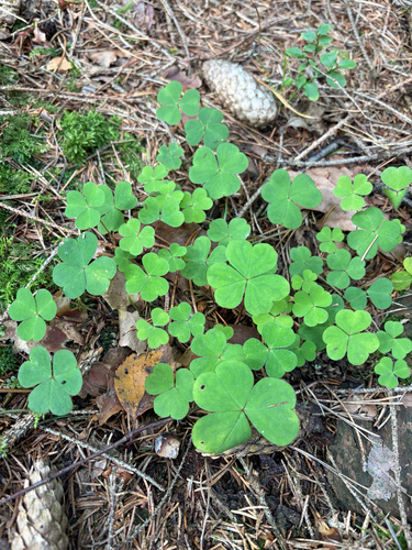European wood-sorrel