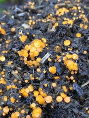 Cheilymenia raripila