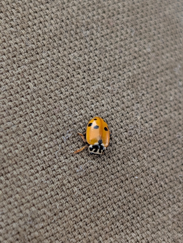 Variegated Lady Beetle