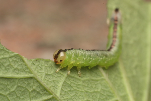 Nematus wahlbergi