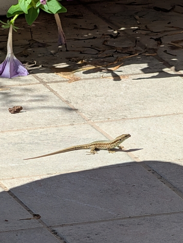 Common Wall Lizard