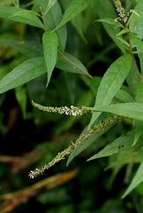 Buddleja asiatica, photograph author not stated, no rights reserved