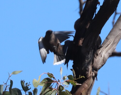 Dusky Woodswallow