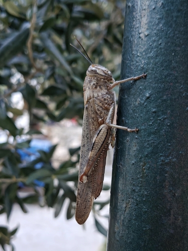 Egyptian Bird Grasshopper