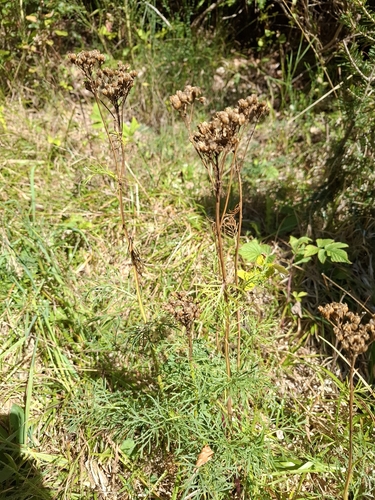 Jacobaea adonidifolia, photograph 4