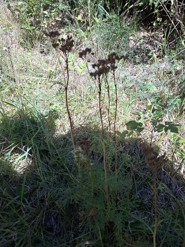 Jacobaea adonidifolia, photograph 5
