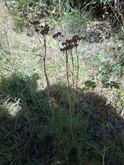 (c) Riccardo Guarino, some rights reserved (CC BY) Jacobaea adonidifolia, photograph (c) Riccardo Guarino, some rights reserved (CC BY)