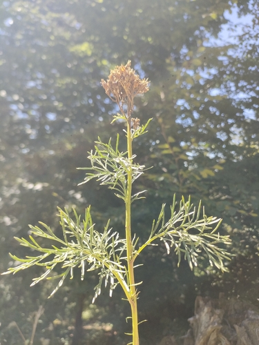 Jacobaea adonidifolia, photograph 3