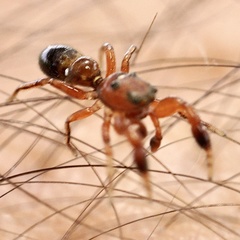 Synageles dalmaticus