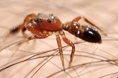 Synageles dalmaticus