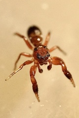 Synageles dalmaticus