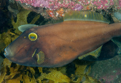Black Reef Leatherjacket photo 3