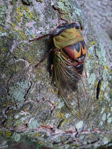 Walker's Annual Cicada