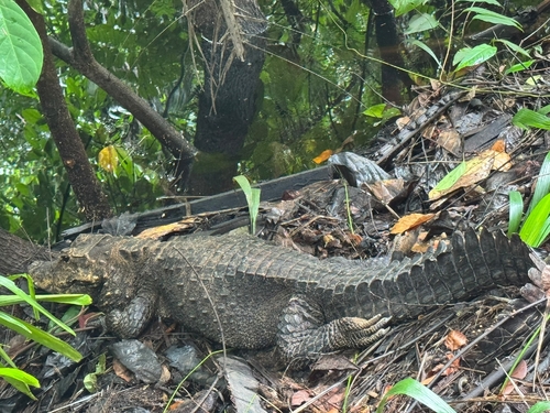 Dwarf Crocodile