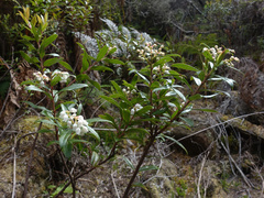 Gaultheria hispida