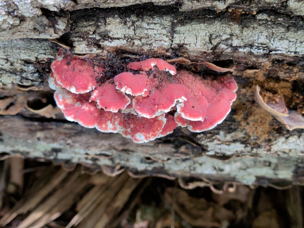 Coral-pink Merulius · September 2026 · photo: Photo: (c) Tom Field, some rights reserved (CC BY) · iNaturalist