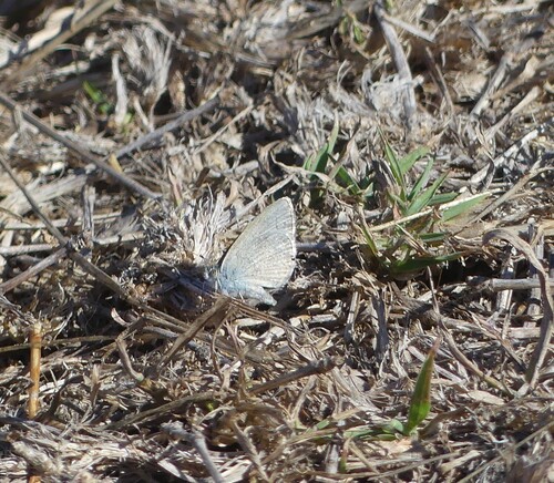 Lesser Grass Blue