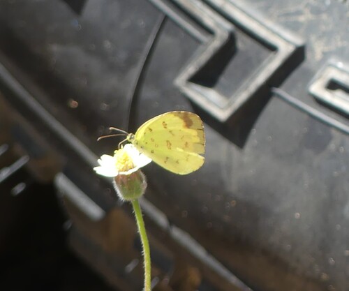 Common Grass Yellow