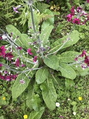 Primula pulverulenta
