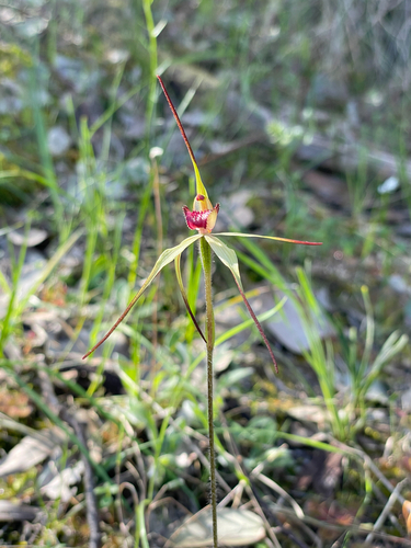 Caladenia oenochila, photograph 2