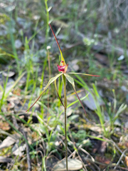 Caladenia oenochila, photograph author not stated, no rights reserved