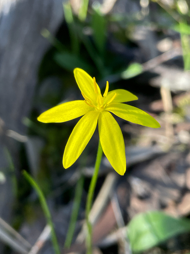 Pauridia vaginata, photograph 4
