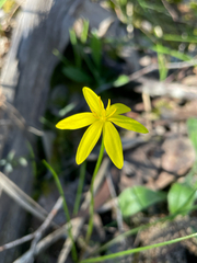 Pauridia vaginata, photograph author not stated, no rights reserved