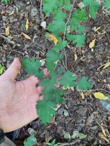 Crataegus rhipidophylla, photograph 1
