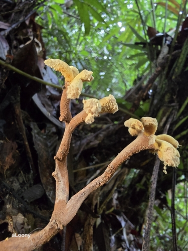 Dendrosphaera eberhardtii