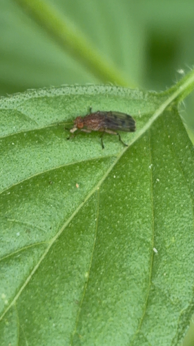Suillia variegata